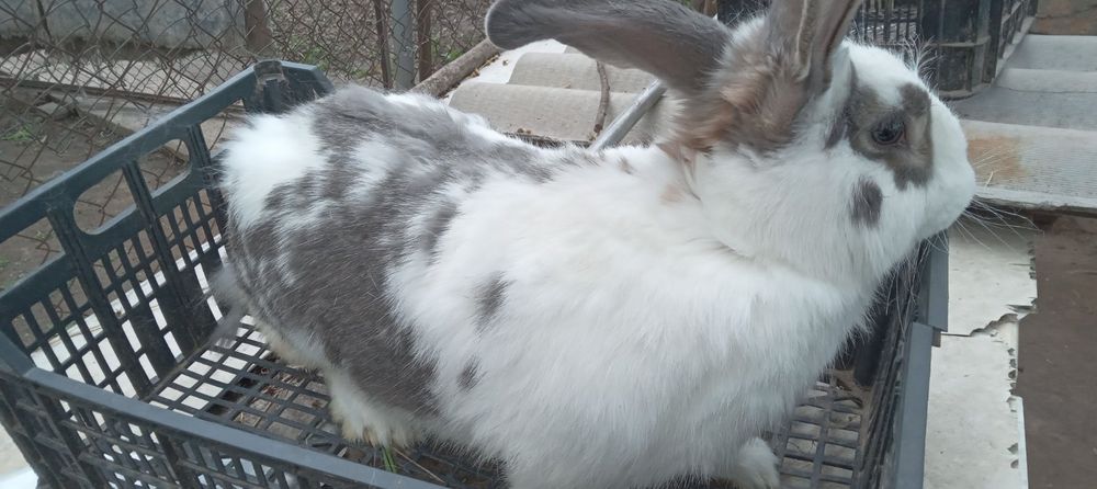 Продам  кроликів