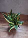 Sansevieria trifasciata 'Golden Flame'