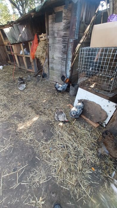 Sprzedam kury różne rasy