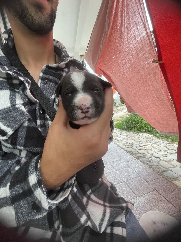 Cachorros para doar