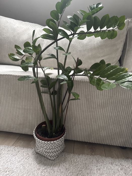 Zamioculcas 100cm zdrowy