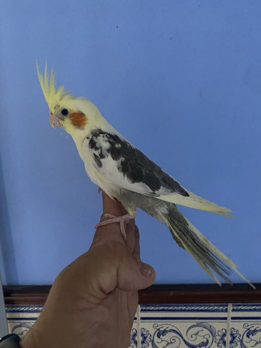 Caturra domesticada - Macho ( certificado sexagem )