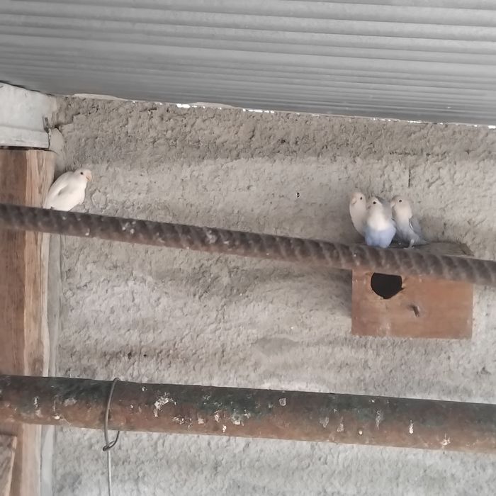 Vendo estas aves todas anilhadas