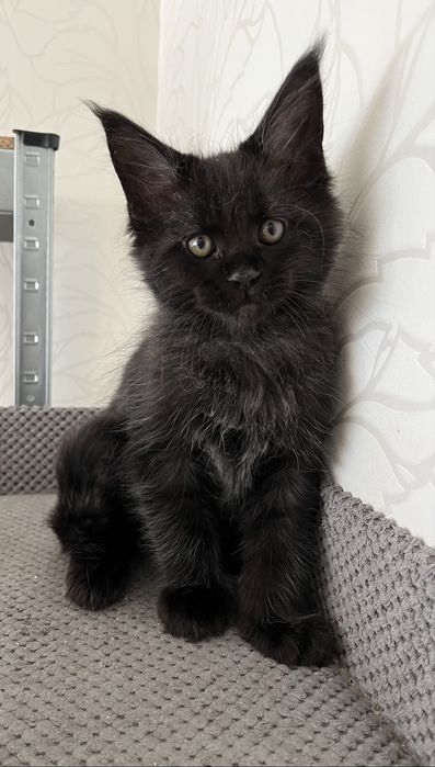 Котёнок Мейн-кун мальчик черный солид