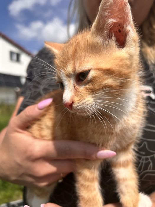 Kocieta szukaja domu