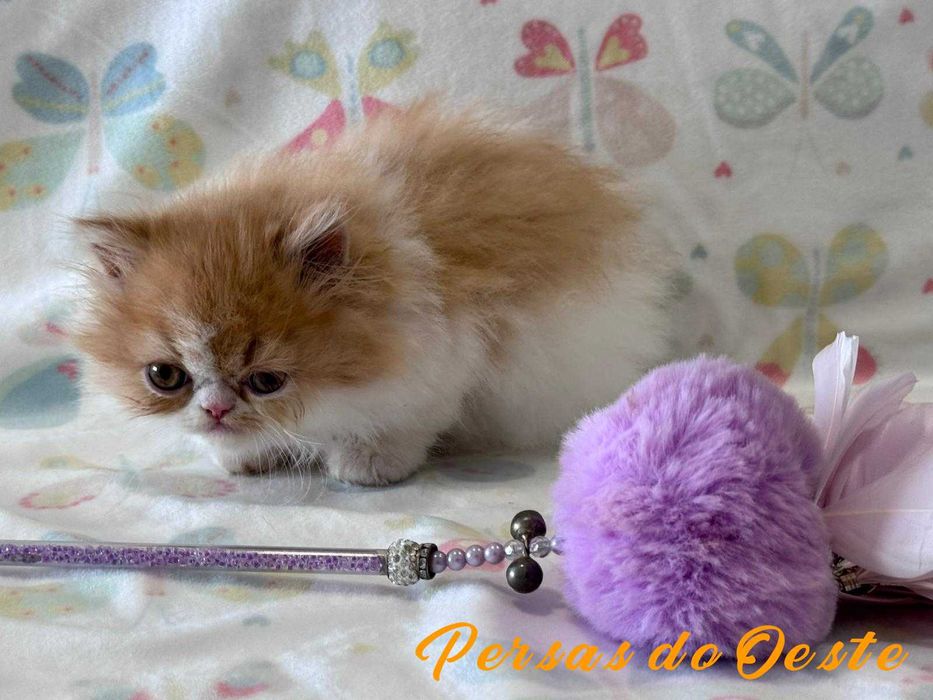 GATO PERSA Bicolor vermelho