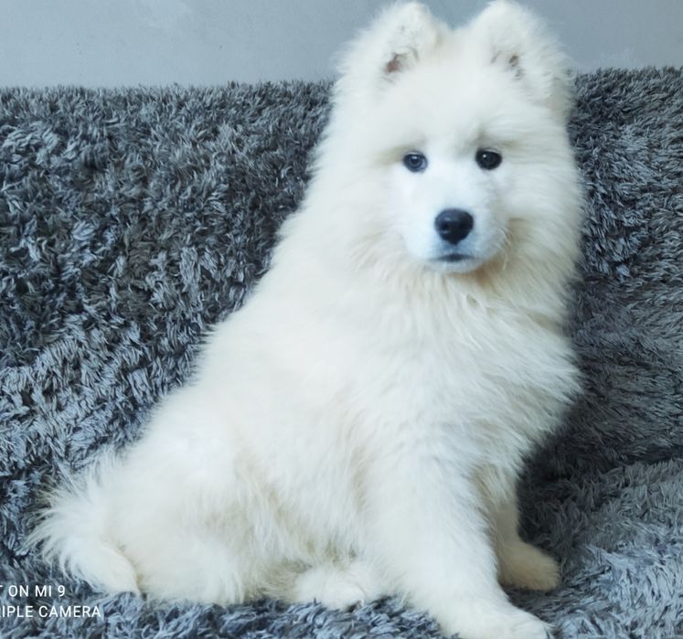 Samoyed urocza dziewczynka