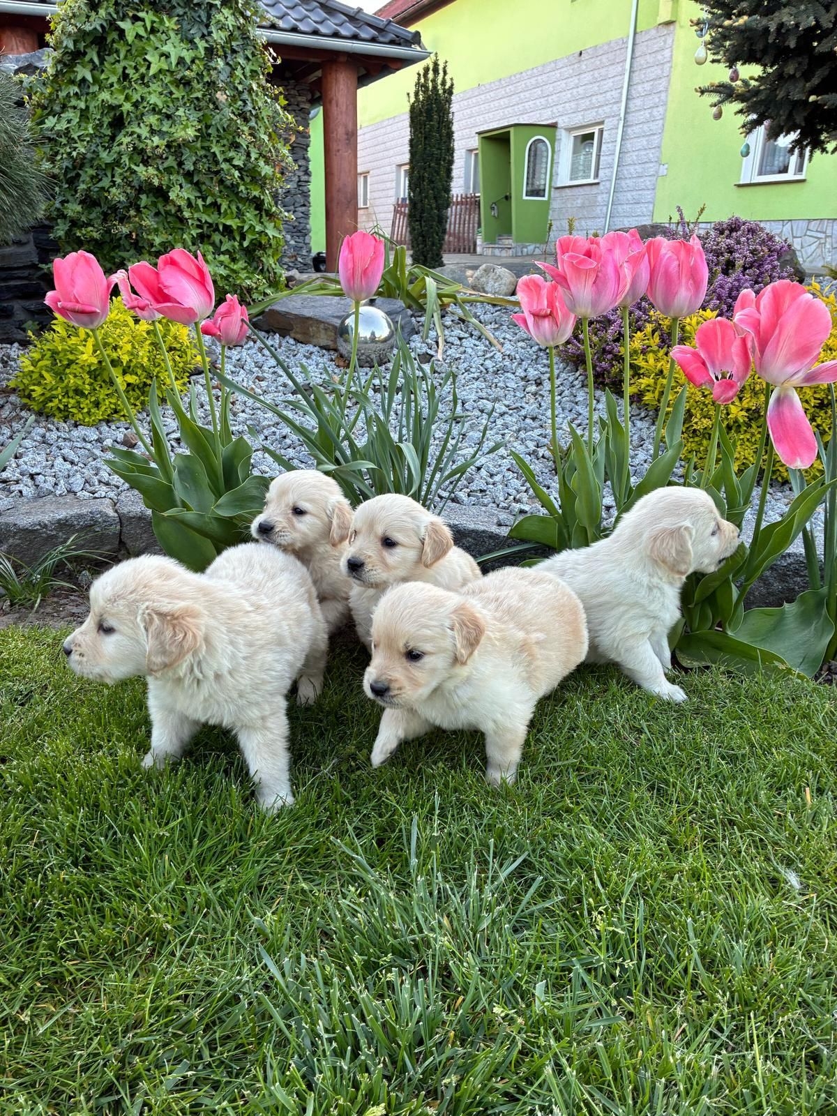Golden Retriever śliczny piesek
