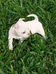 Macho chihuahua mini