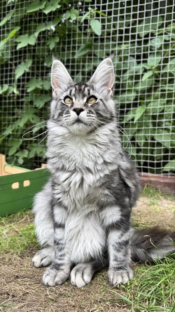 Kotka Maine Coon z lini Polodactyl