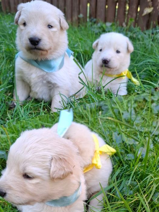 Собачки забавні звички