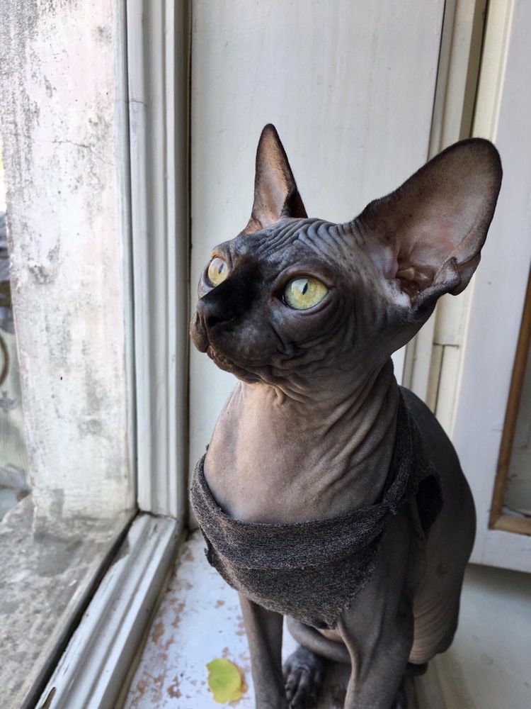 Canadian sphynx, naked cat, канадский сфинкс