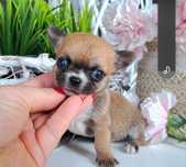 Maluszek mikrusek xxs DO ODBIORU Chihuahua