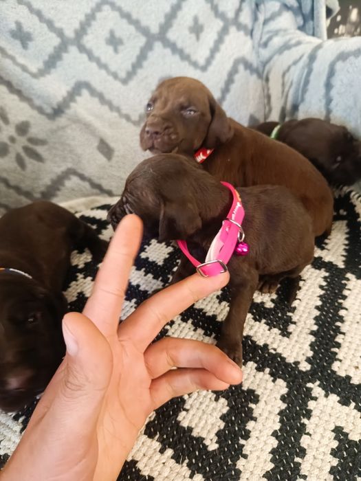 Piesek wyżeł niemiecki krótkowłosy