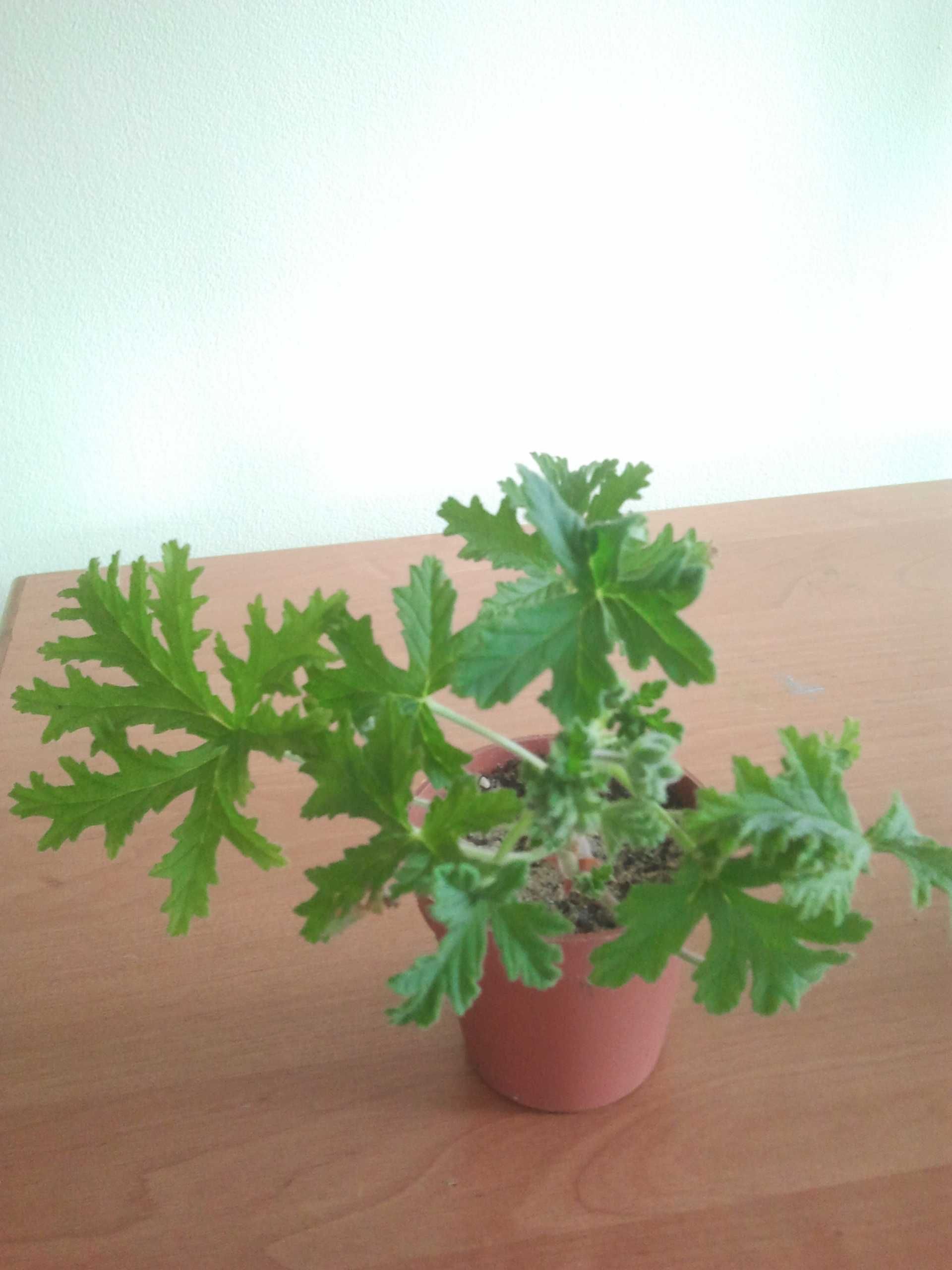 geranium anginka 3 sztuki