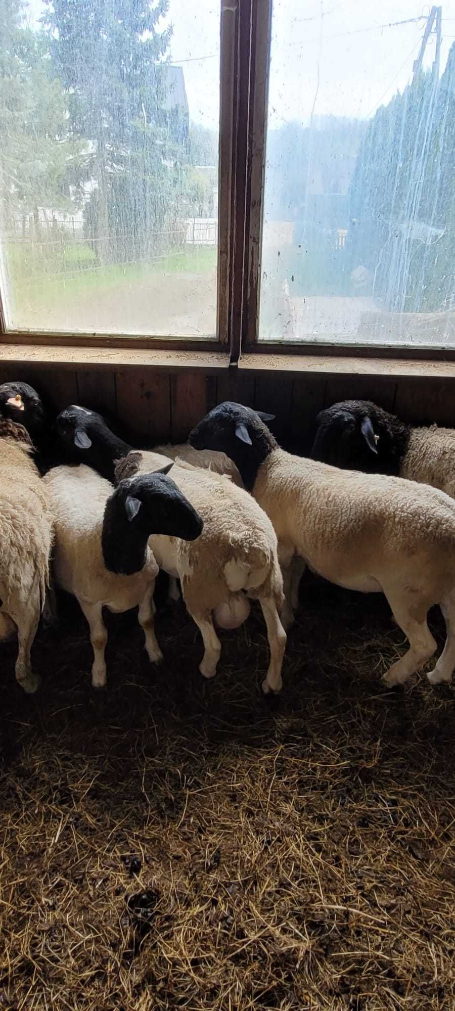DORPER owce / baranki
