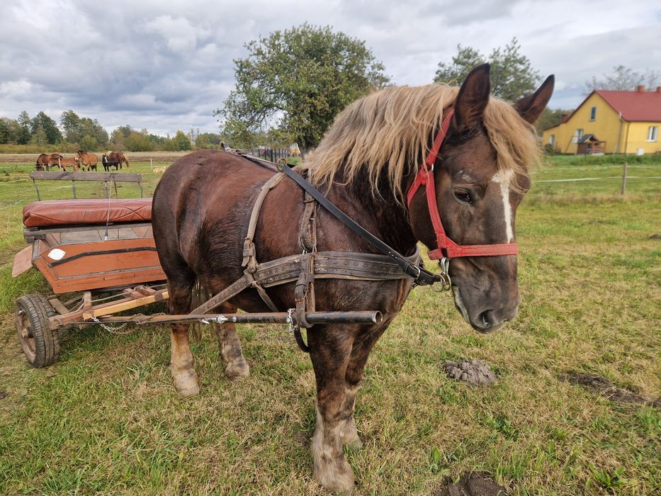 Klacz kasztanka zimnokrwista