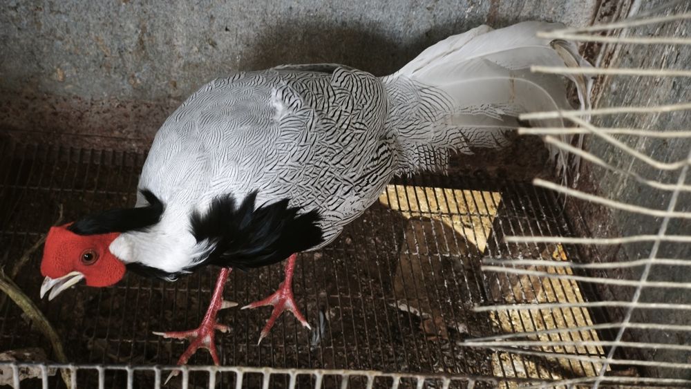 Faisão prateado macho 13 meses