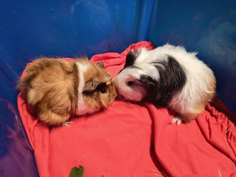 Świnki morskie 5 tygodni