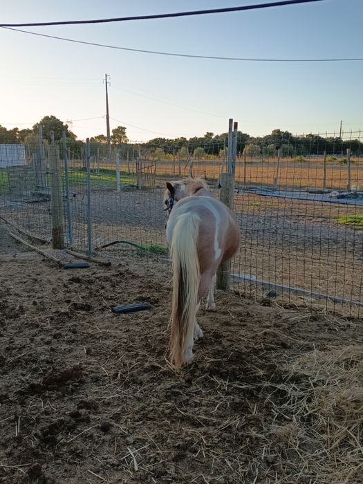 Cavalo pequeno ..