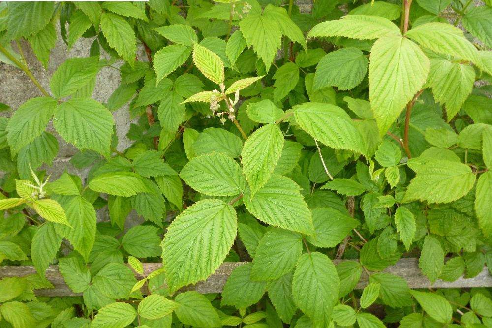 Framboesa /baga goji/ groselhas