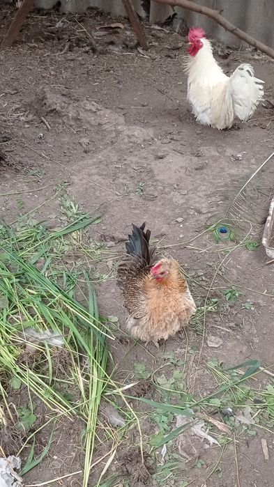 Продам підрощених курчат від курочок що на фото. Фрізлі.