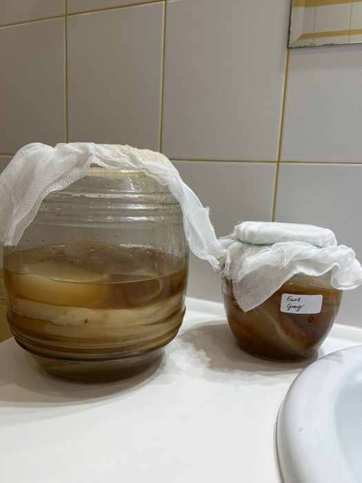 Grzybek kombucha + starter