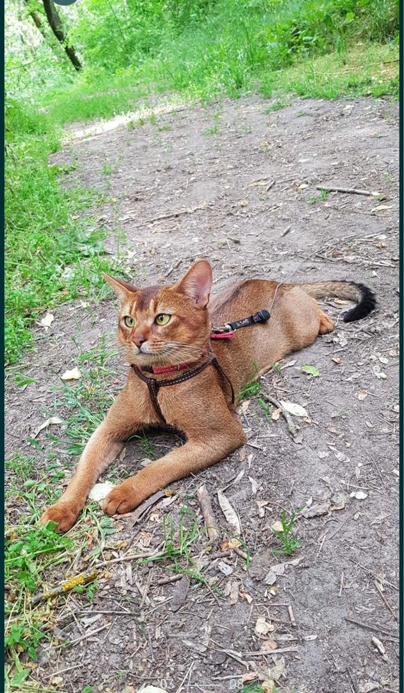 Абісиньські кошенята