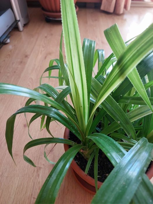 Панданус Вейча.Детки