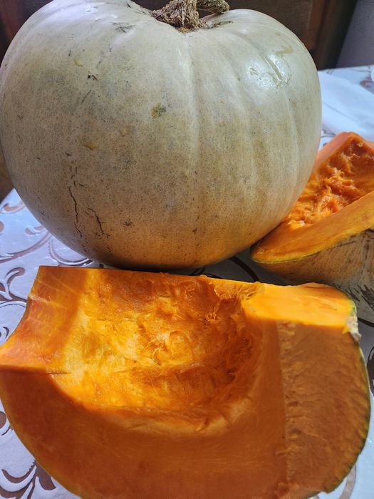 Продам семена тыквы