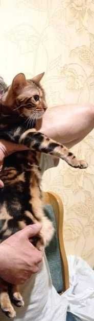В'язка Бенгальський котик чекає на наречену) .Телефонуйте