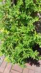 Kwiat, pelargonia, anginka, Kwiat leczniczy