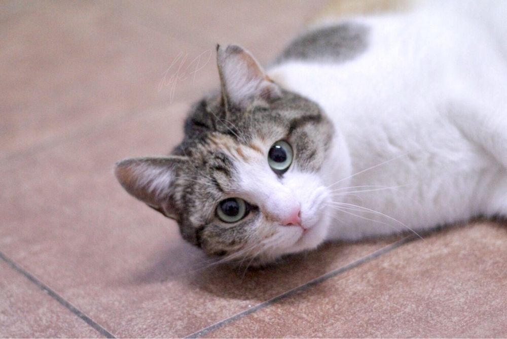 Kochana, śliczna i młoda Taśka czeka na odpowiedzialny domek!