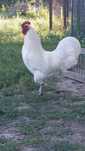 Piękny kogut Australorp BIAŁY