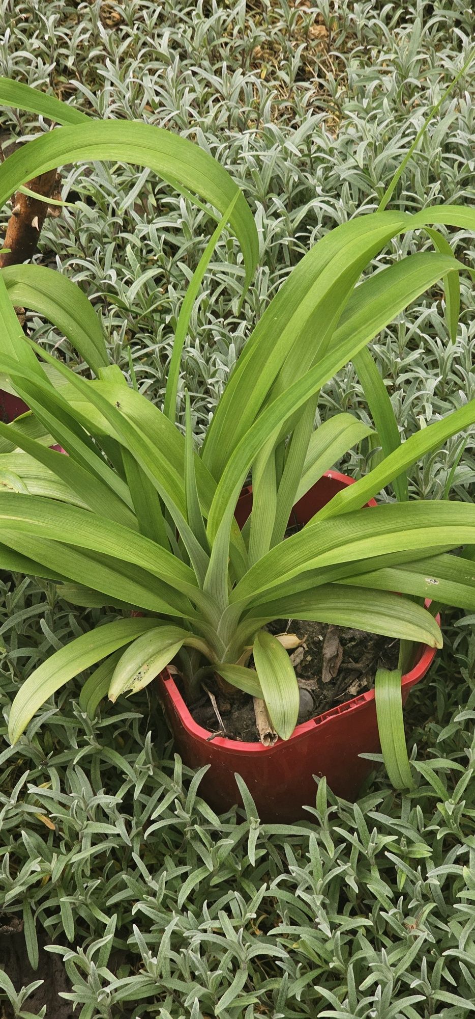 Liliowce wysokie