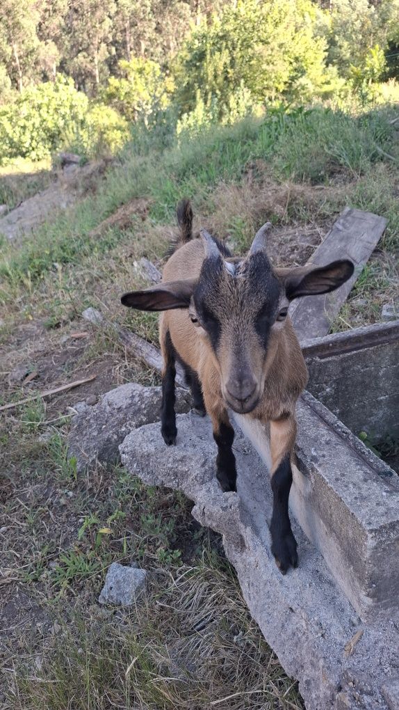 Casal cabras anãs