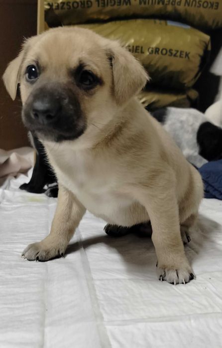 Szczeniaki mieszańce