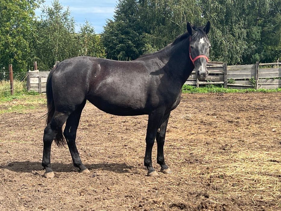 Piekna 2-letnia klacz rasy Śląskiej maści SIWEJ, bardzo spokojna