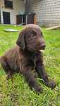 Flat coated retriever. Chlopak wątrobiany. Szczenię.