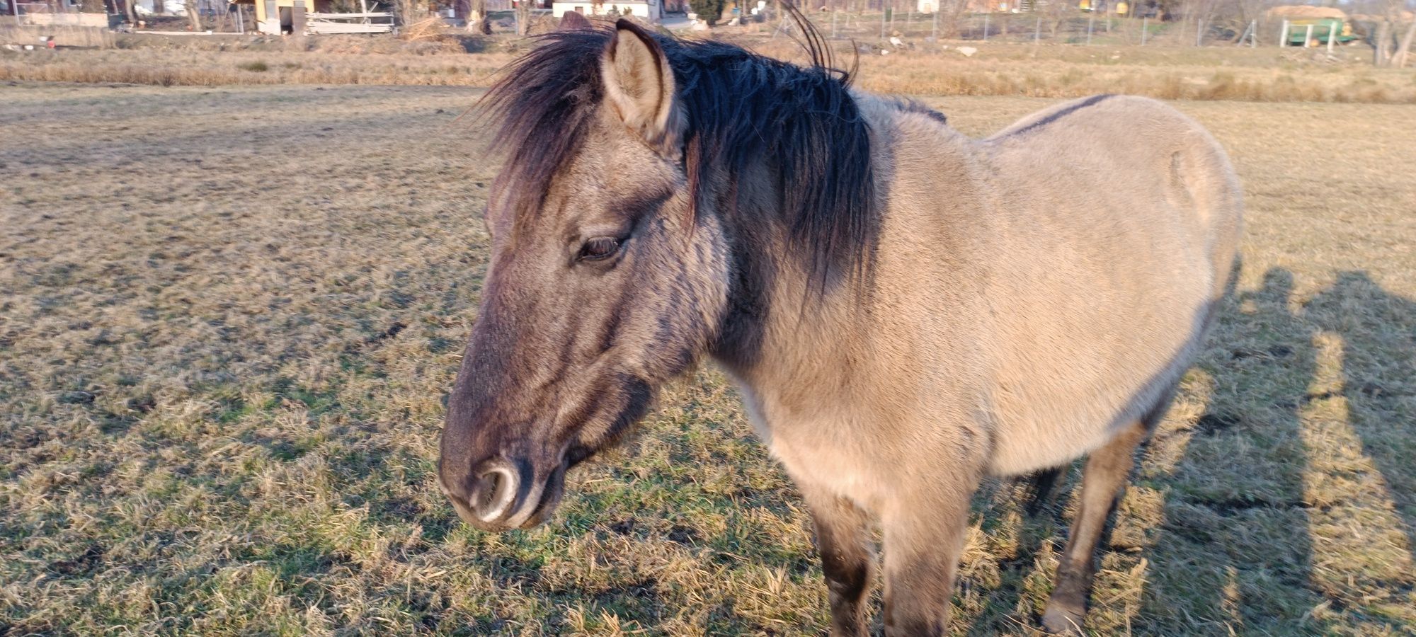 Konik polski, klacz ,źrebaki