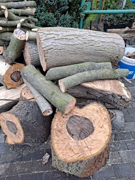 Drzewo orzech włoski