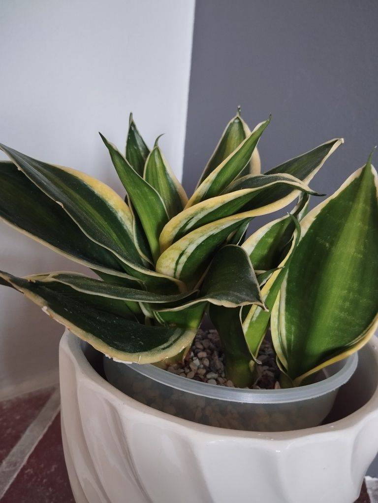 Sansevieria Jade Dwarf Marginated Variegated sansewieria hahnii