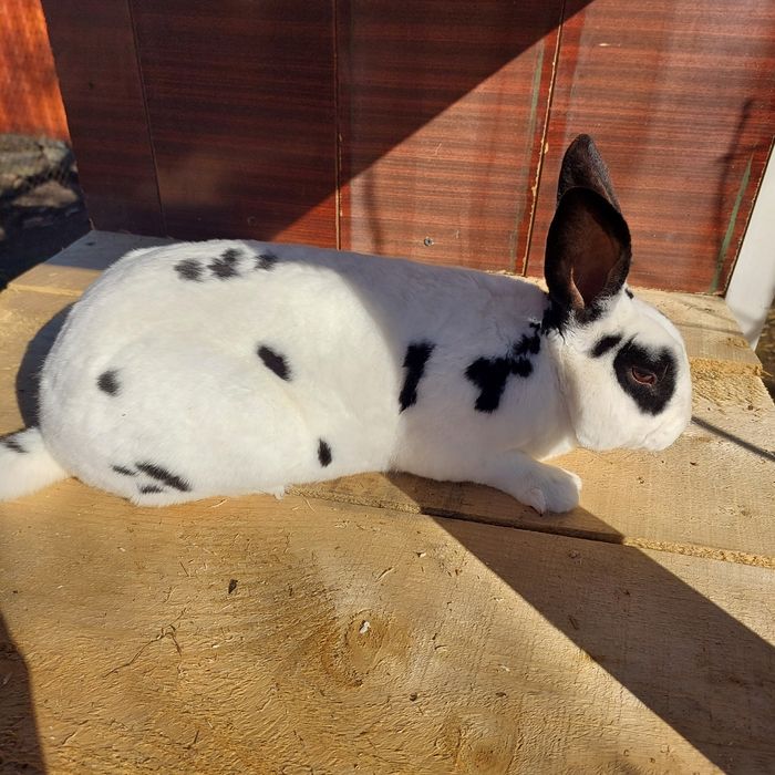 Кролики рекс далматин