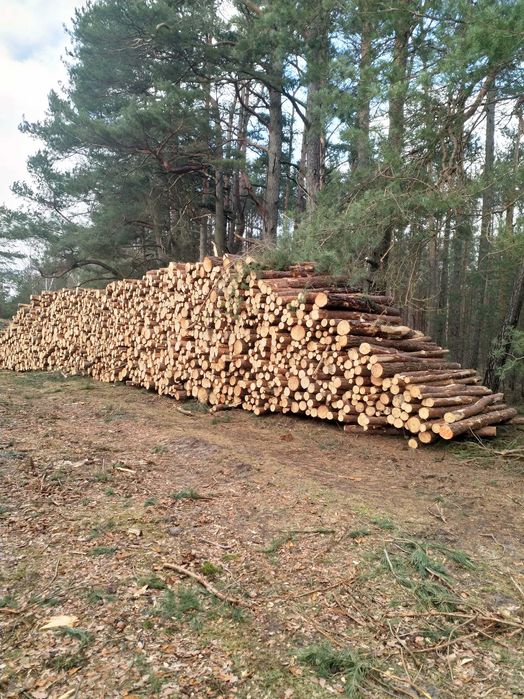 drewno/ sosna/ S2A/2.4