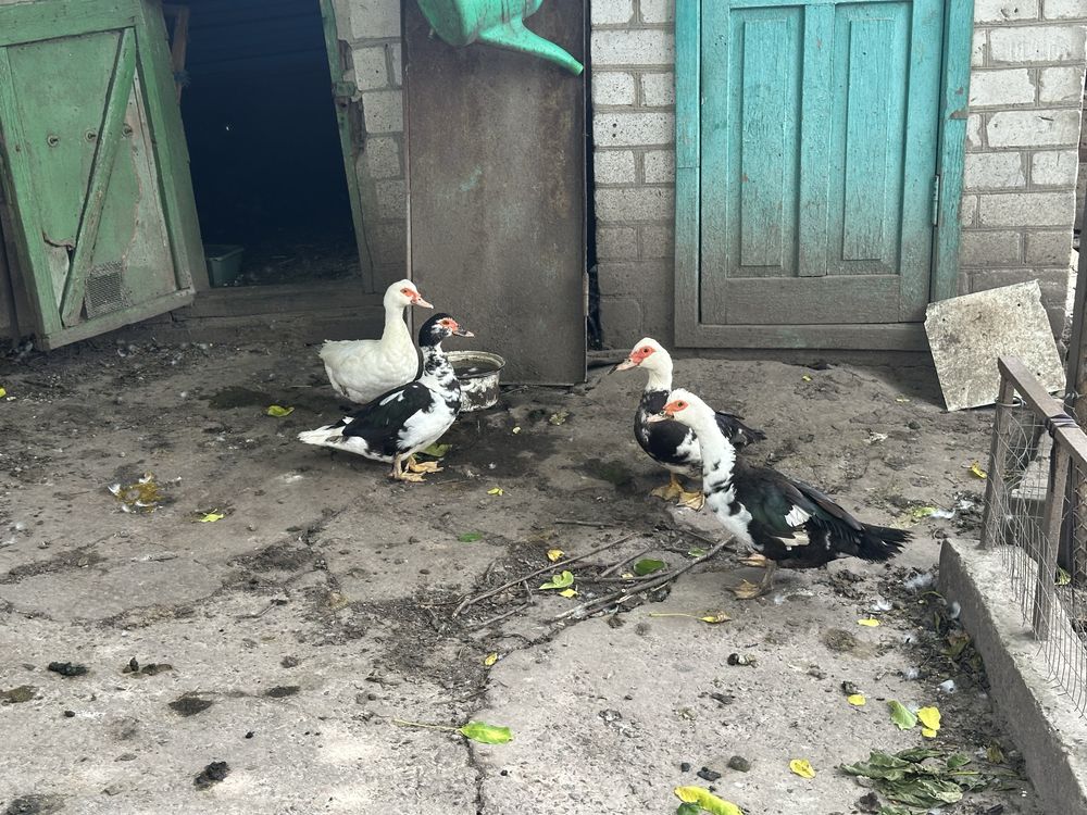 Продаж будинку с. Білецьківка