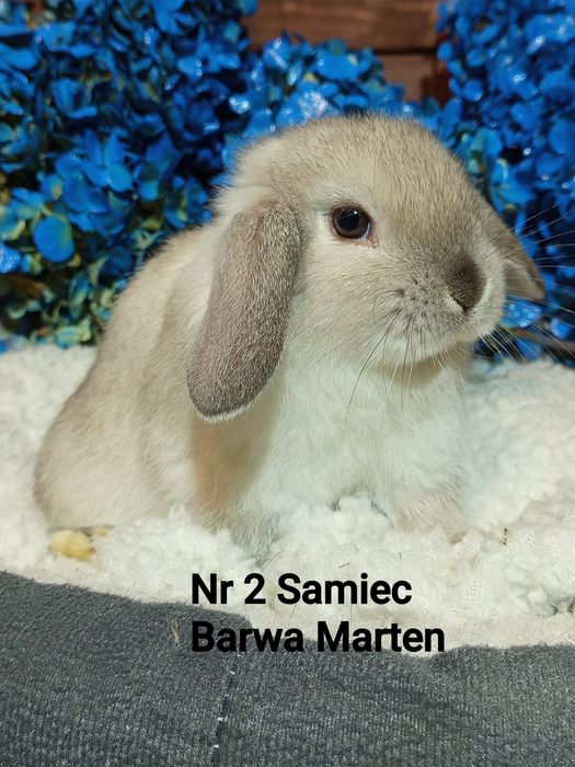 Mini Lop baranek karzełek baranek miniaturowy