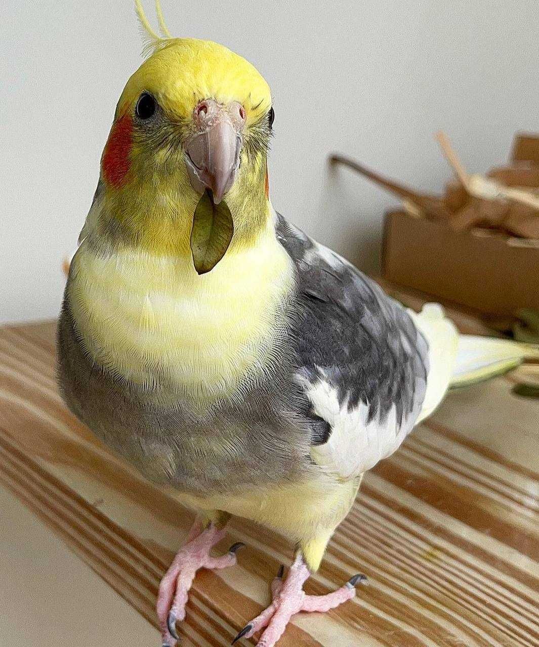 Папуга Корелла - активних та життєрадісних пташок