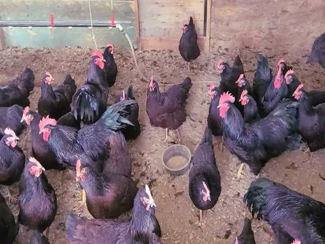 Яйце на інкубацію. Курчат. Род-Айленд - червоний. Оплід 90%.