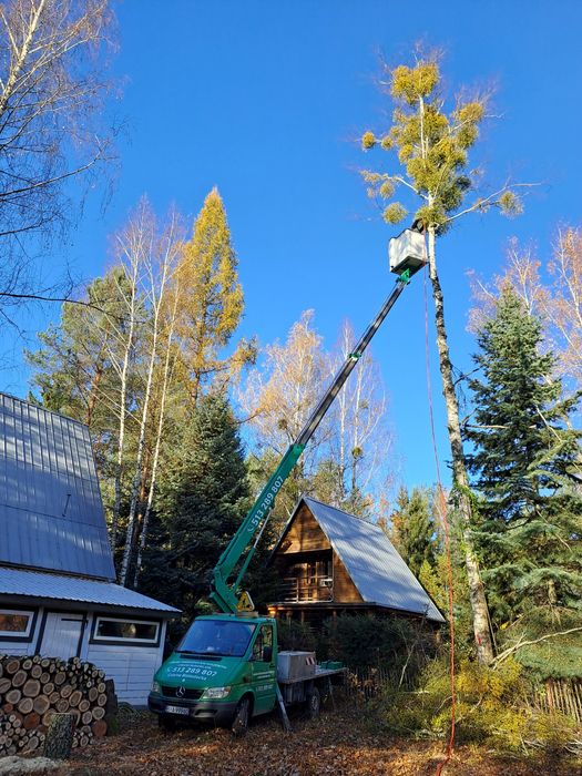 Wycinka drzew, podnośnik koszowy, zwyżka