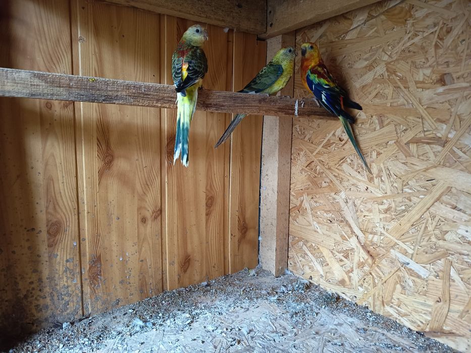 Witam mam do za oferowania papugi faliste